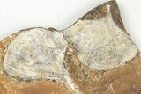 Three Fossil Ginkgo Leaves From North Dakota - Paleocene #201287-2